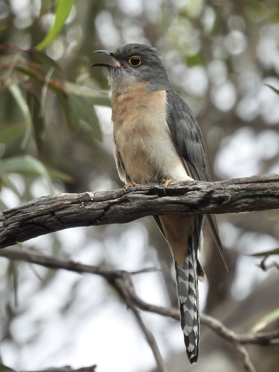 Fan-tailed Cuckoo - ML644687622
