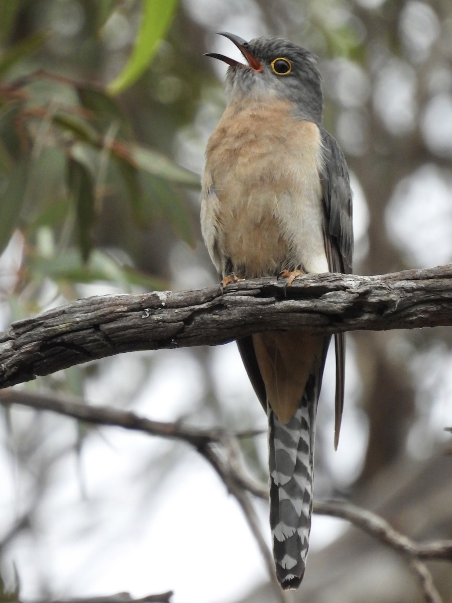 Fan-tailed Cuckoo - ML644687623