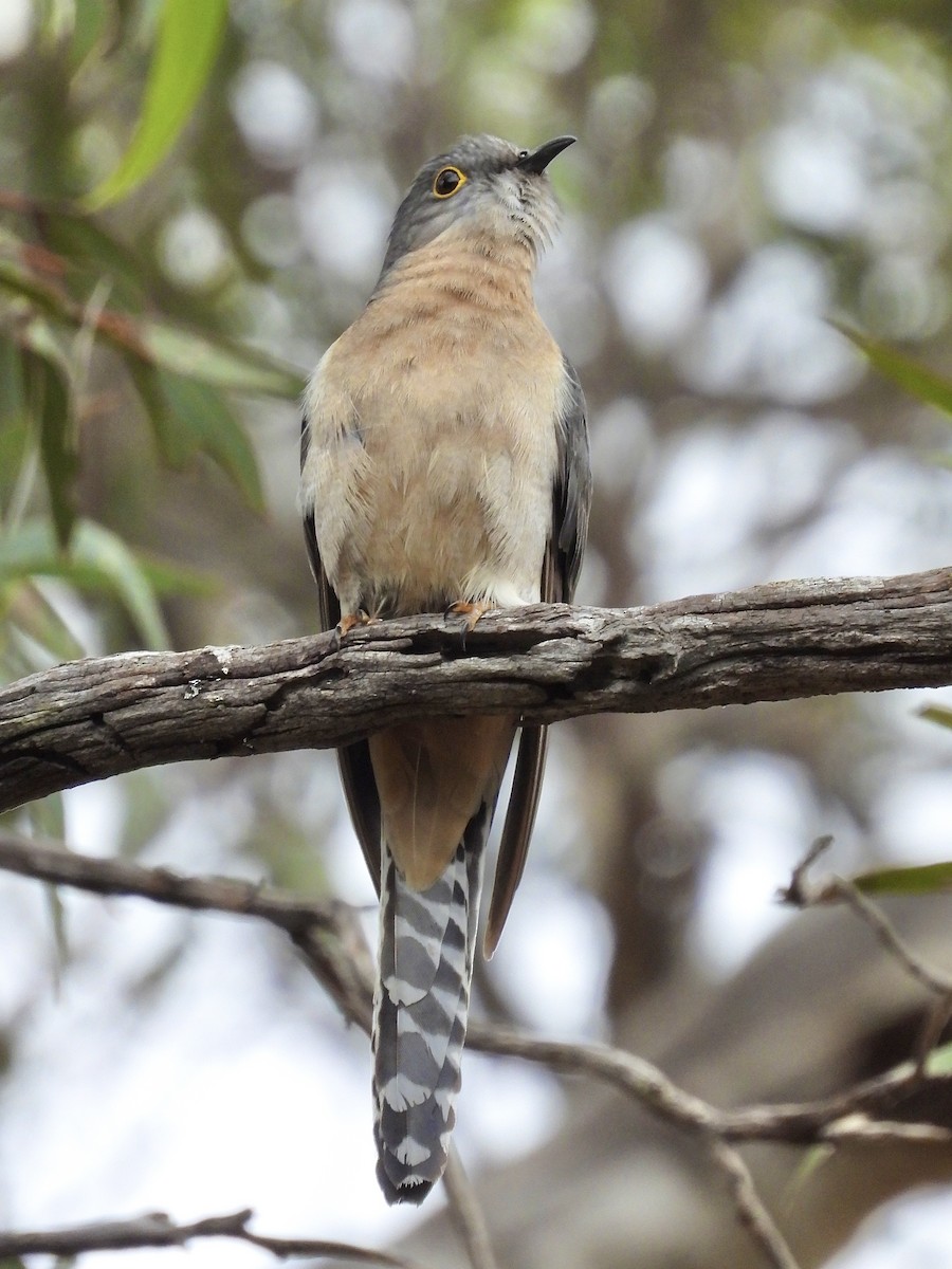 Fan-tailed Cuckoo - ML644687624