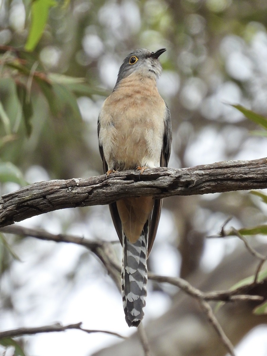 Fan-tailed Cuckoo - ML644687625