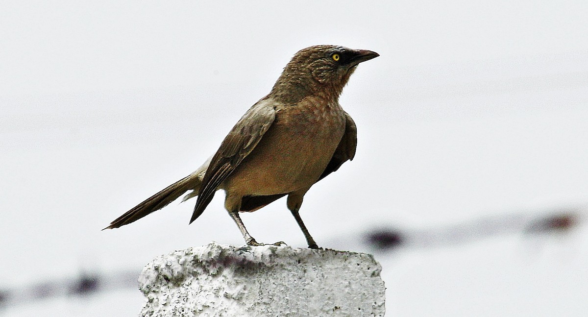 Large Gray Babbler - ML644687627