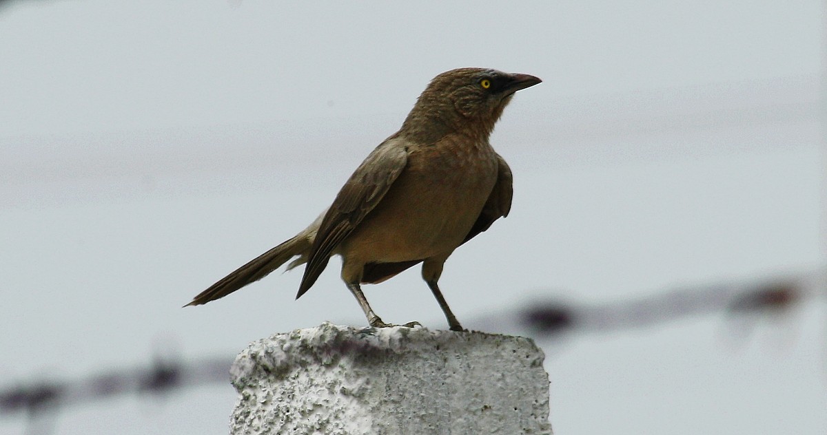 Large Gray Babbler - ML644687628