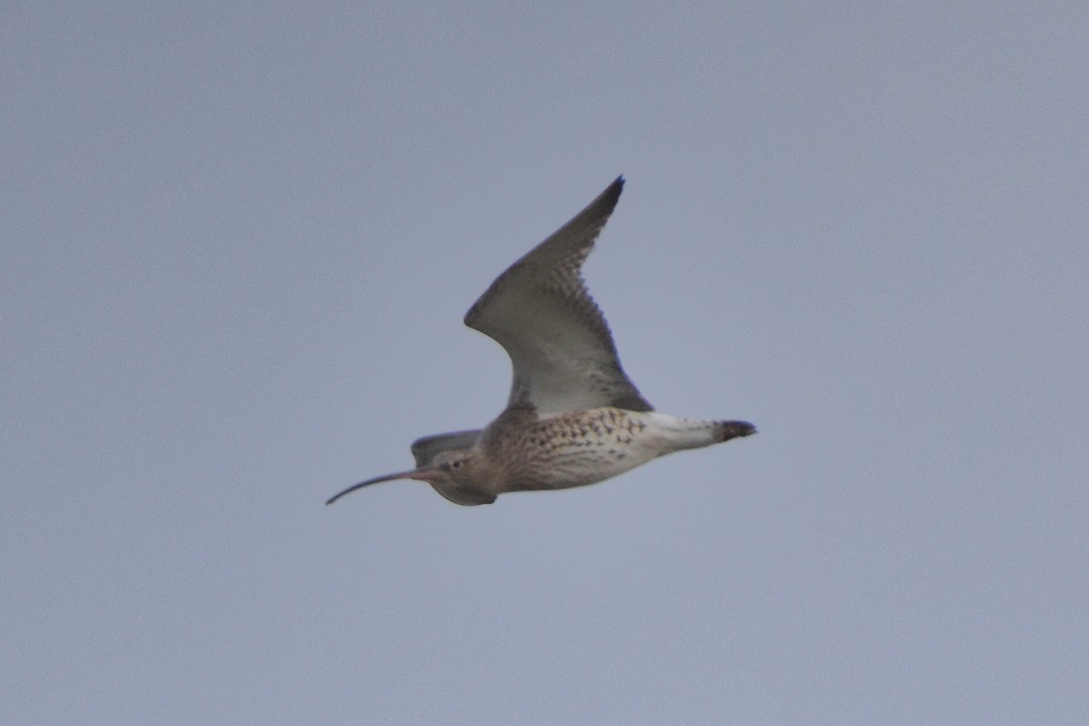 Морин тутгалжин - ML644687630