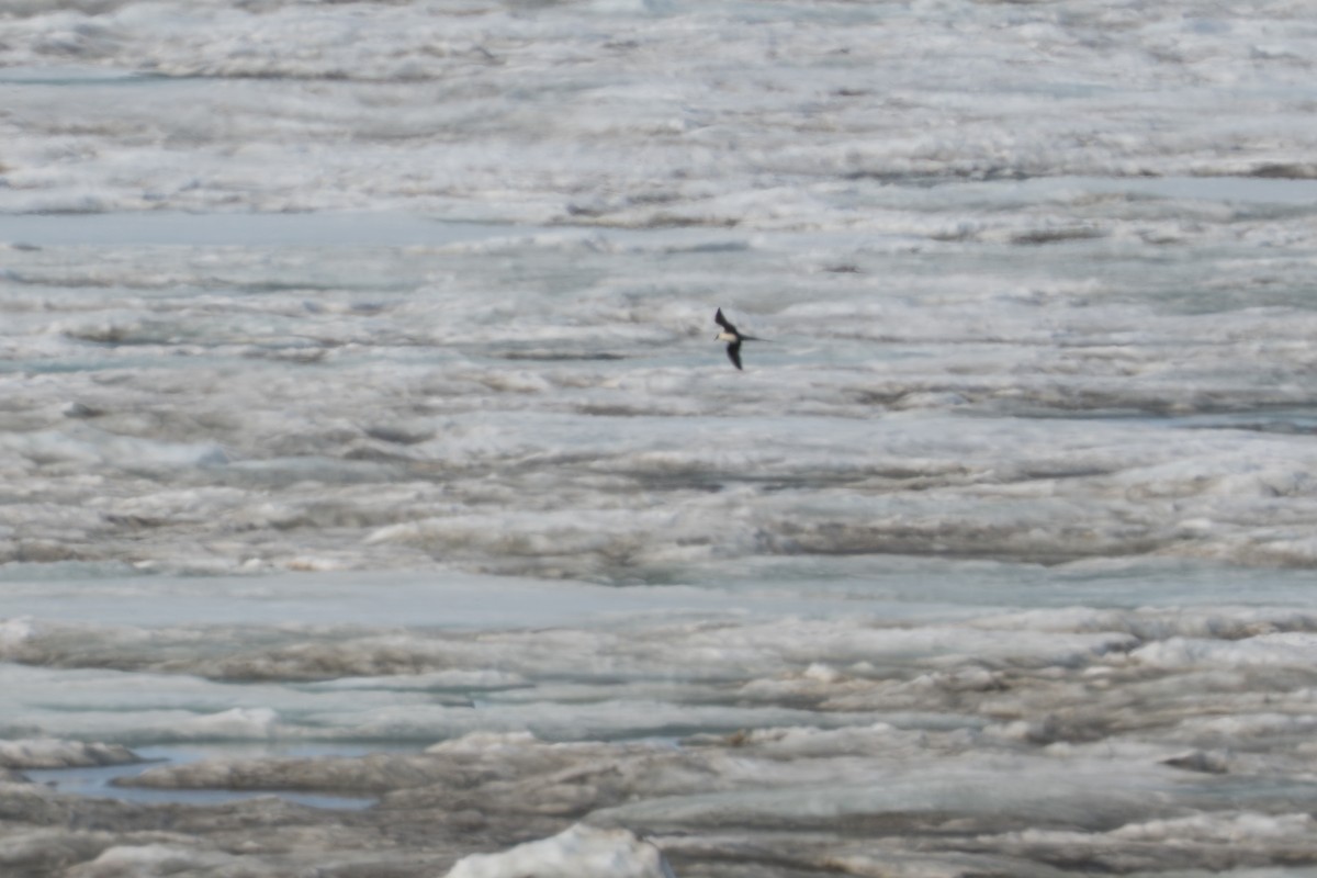 Long-tailed Jaeger - ML644687631