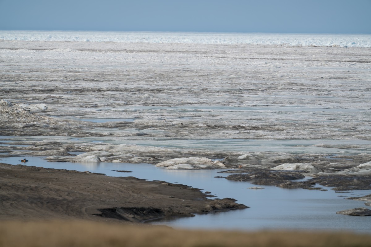 Long-tailed Jaeger - ML644687632