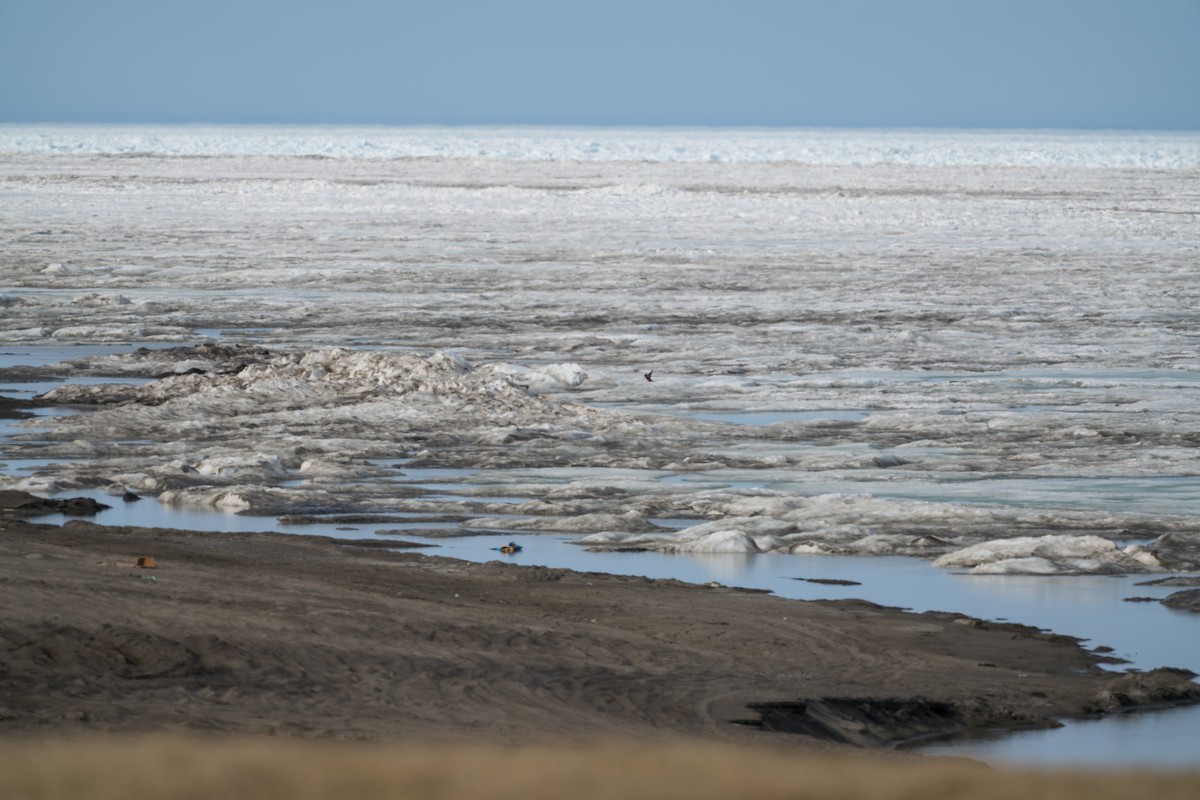 Long-tailed Jaeger - ML644687633
