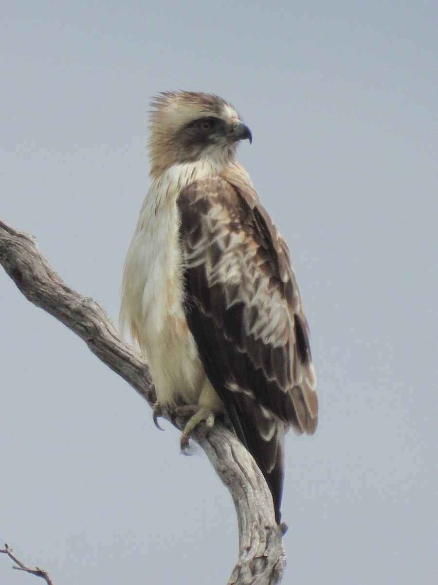 Aigle nain - ML644687634