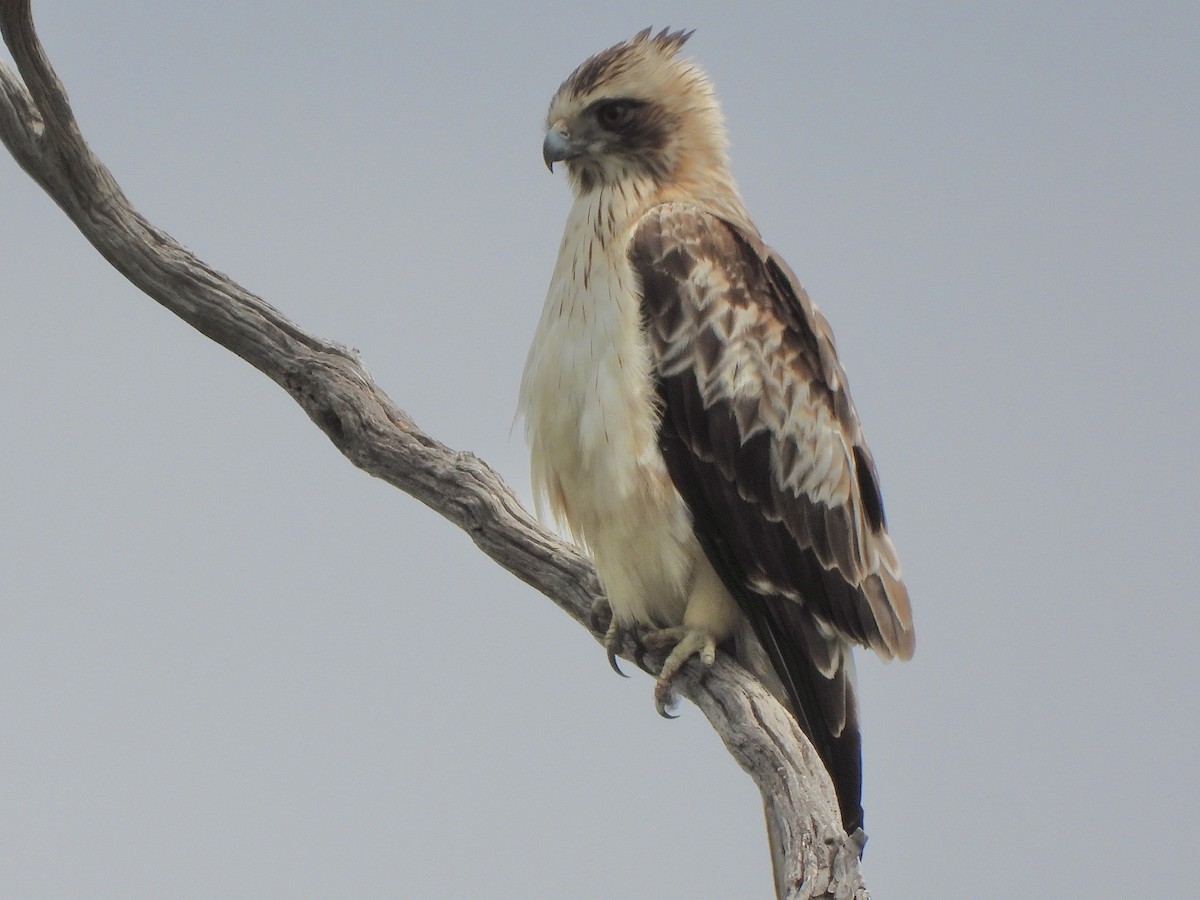 Aigle nain - ML644687635