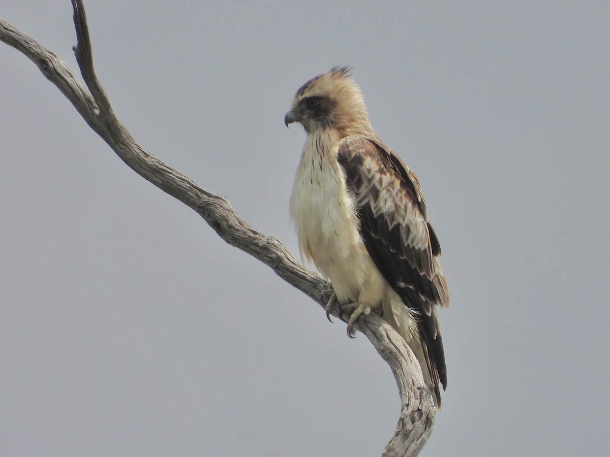 Aigle nain - ML644687636