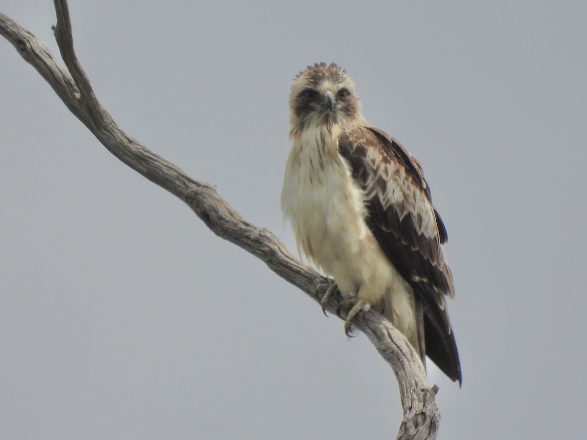 Aigle nain - ML644687638