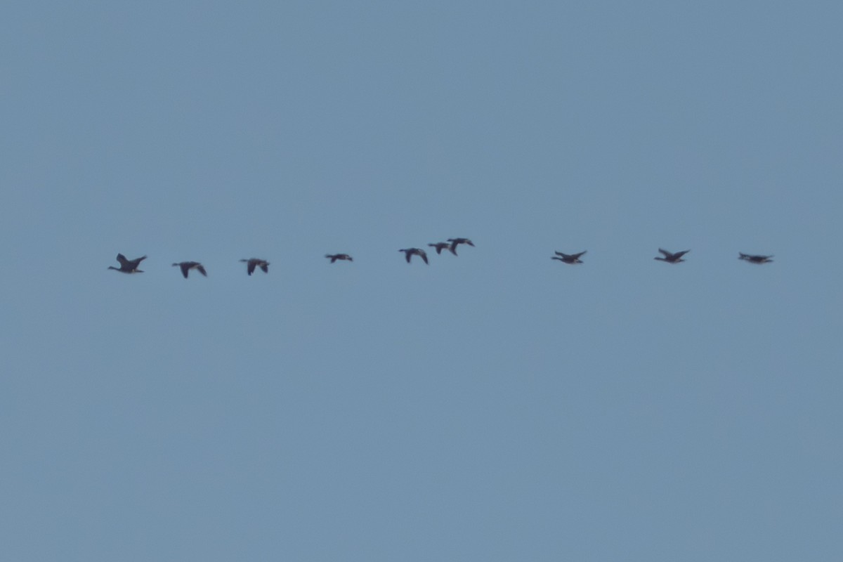 Cackling Goose - ML644687643