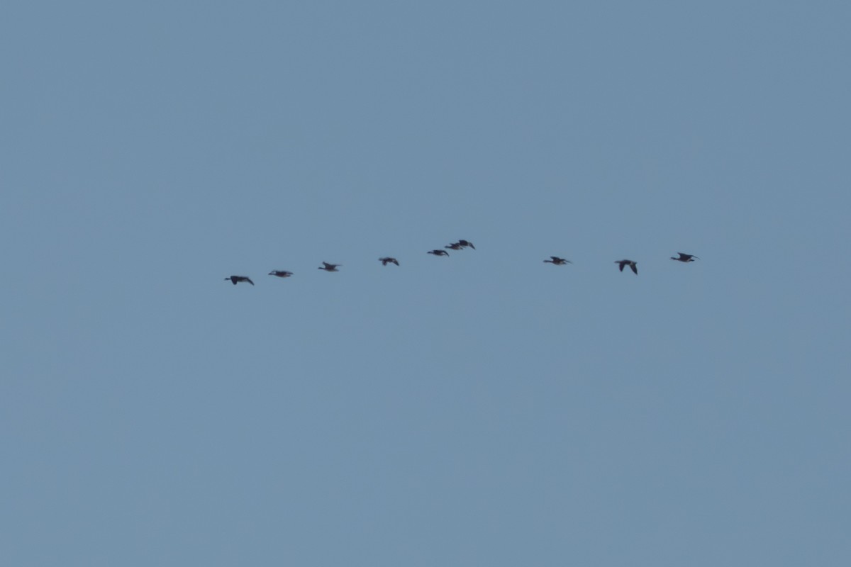 Cackling Goose - ML644687644