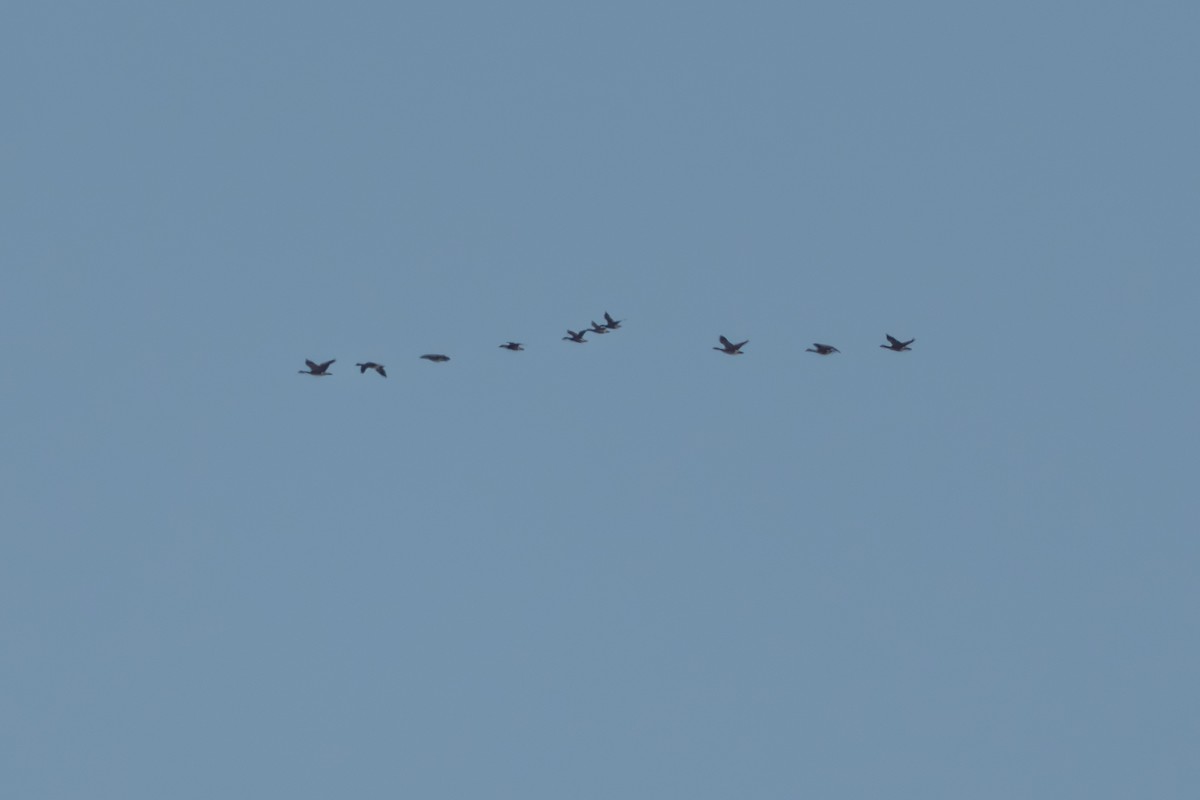 Cackling Goose - ML644687645