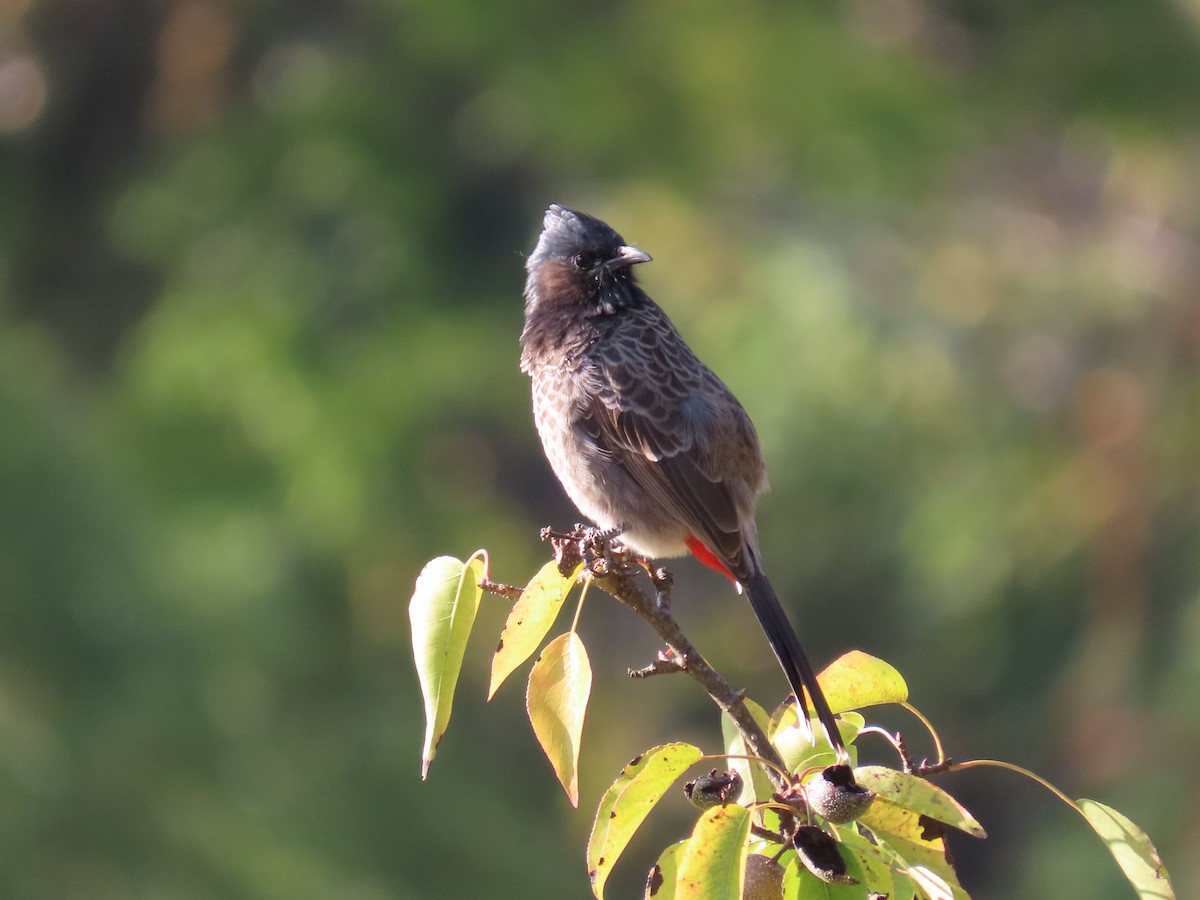 Красногузый бюльбюль - ML644687646