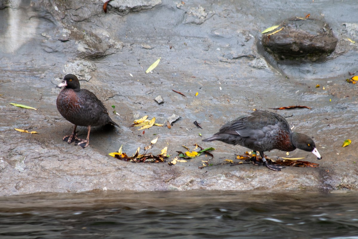 Blue Duck - ML644687648