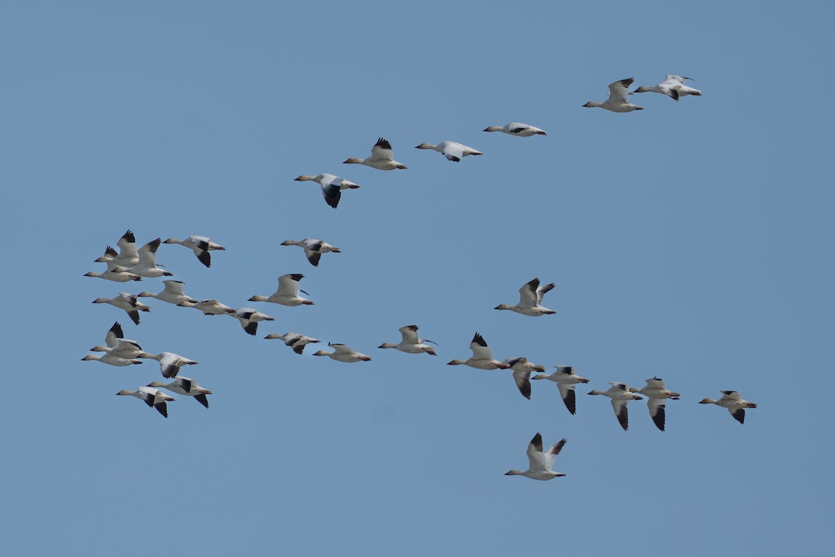 husa sněžní - ML644687651