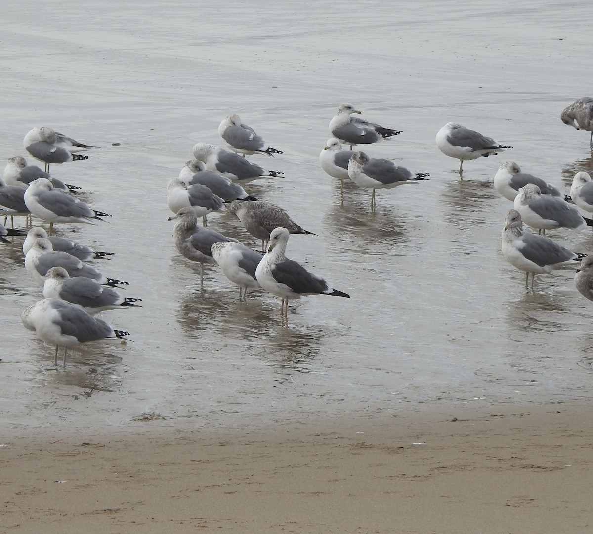Lesser Black-backed Gull - ML644687652