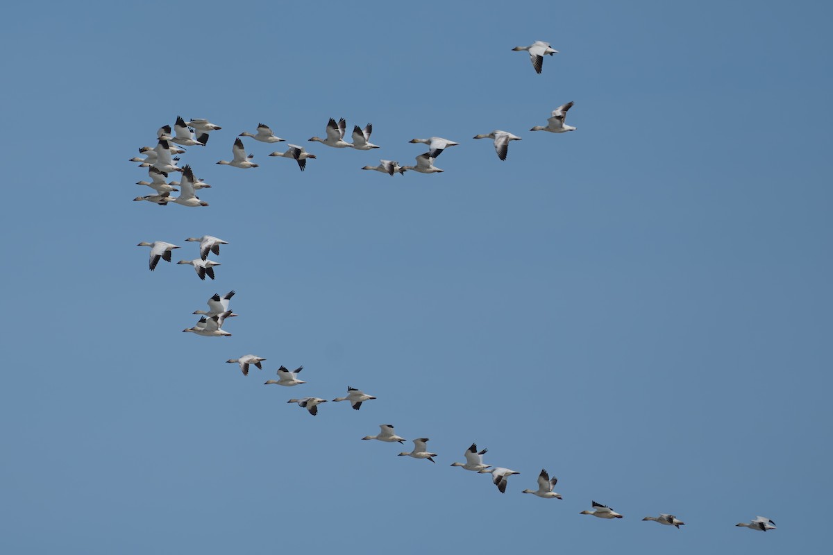 husa sněžní - ML644687653