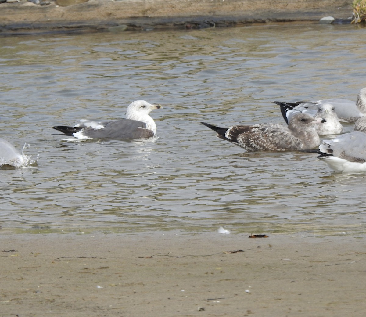 Lesser Black-backed Gull - ML644687654