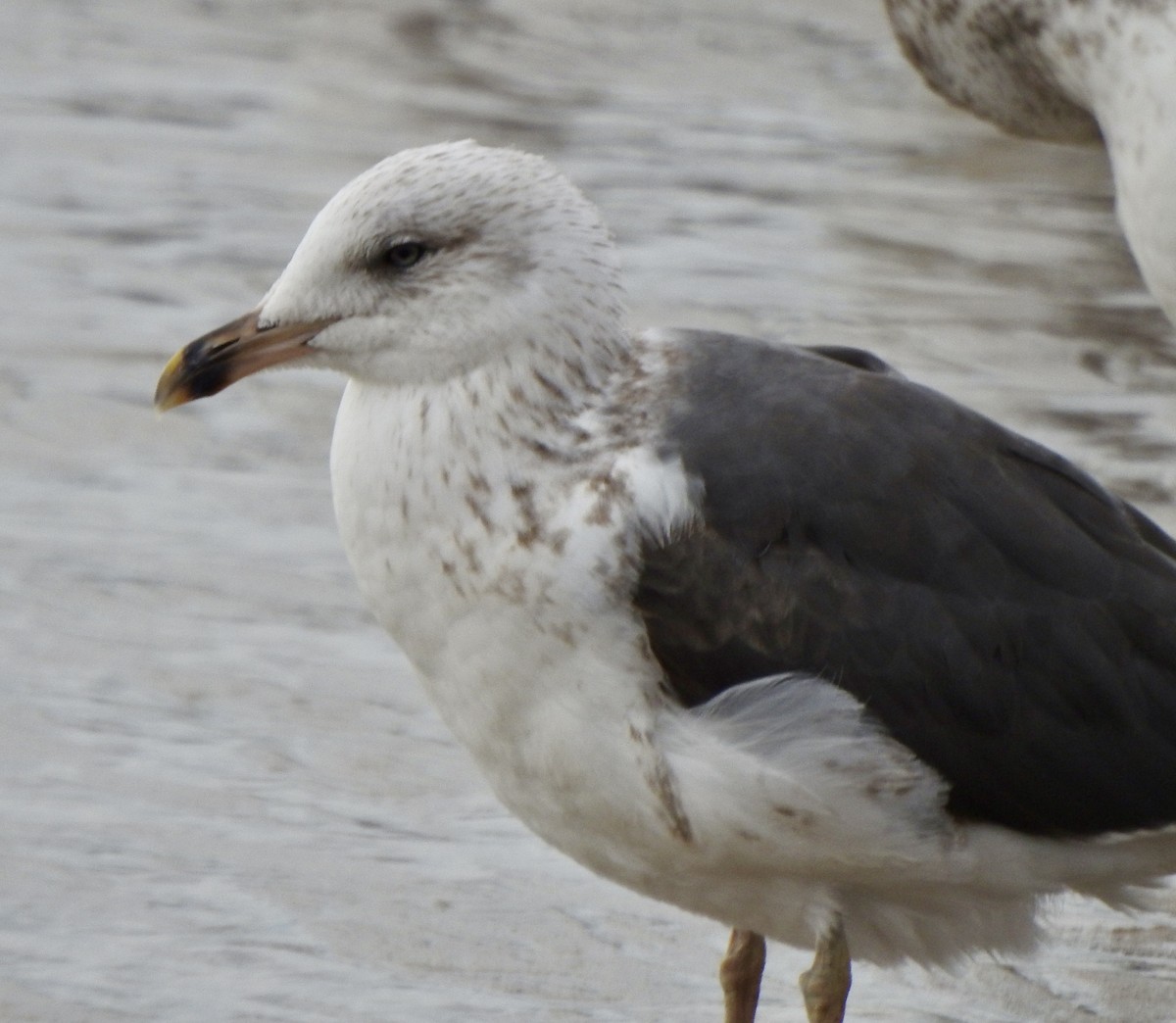 Lesser Black-backed Gull - ML644687655