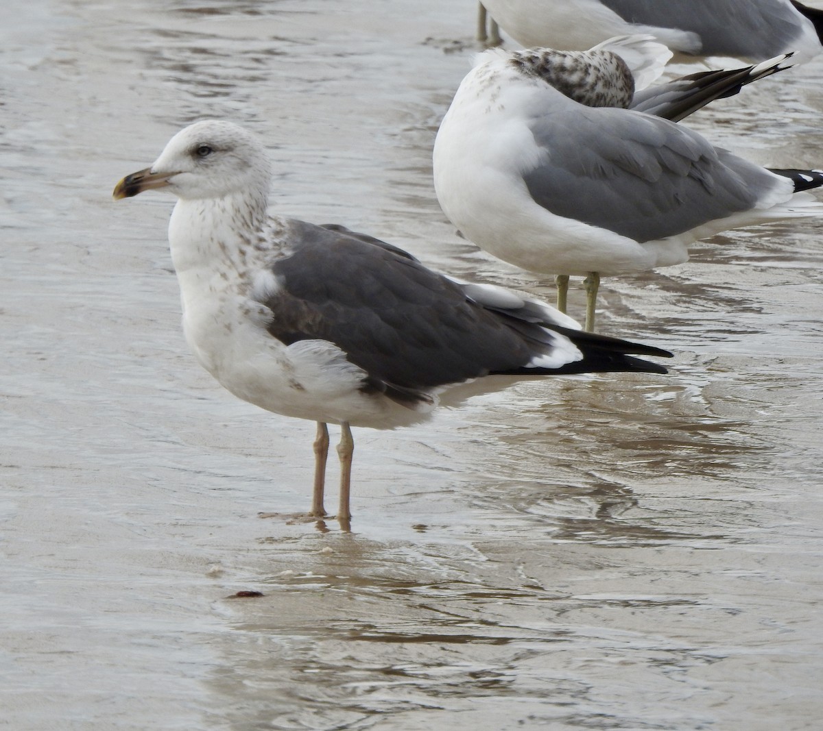 Lesser Black-backed Gull - ML644687656
