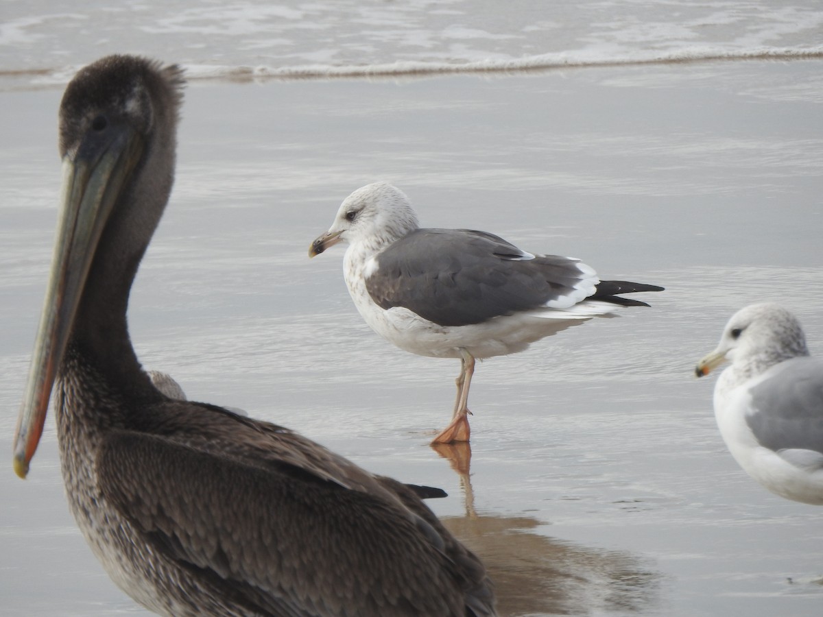Lesser Black-backed Gull - ML644687657
