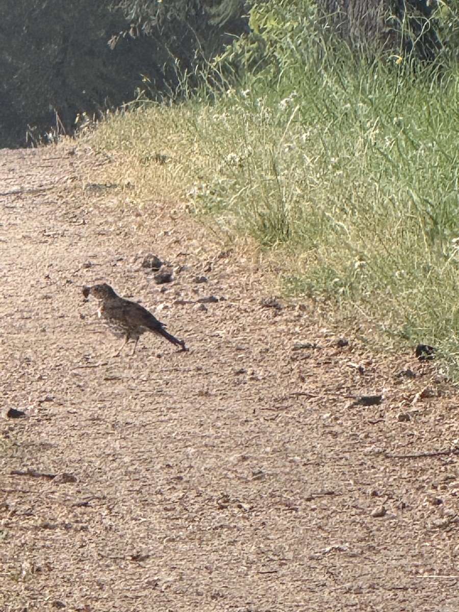 Song Thrush - ML644687662