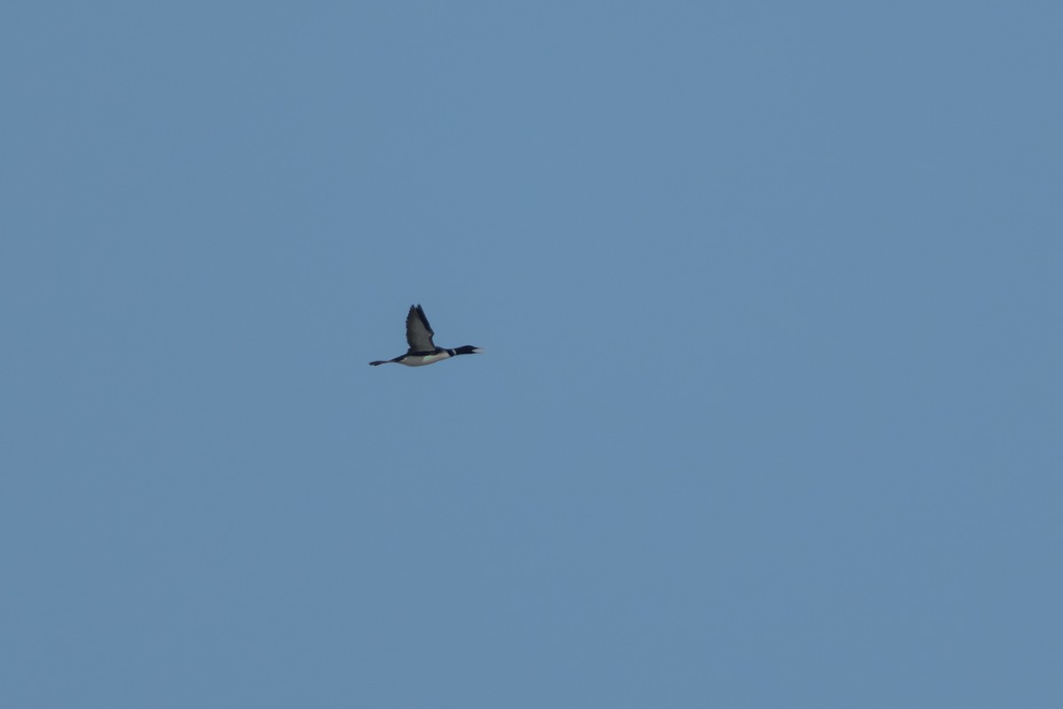 Yellow-billed Loon - ML644687664