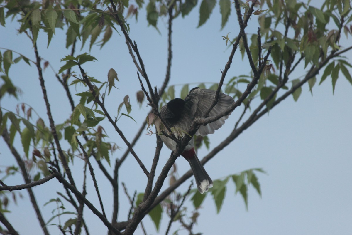 Red-vented Bulbul - ML644687675