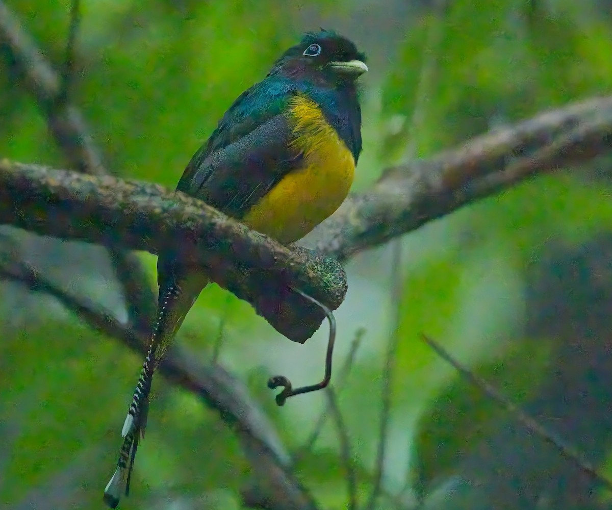 søredeltrogon - ML644687678