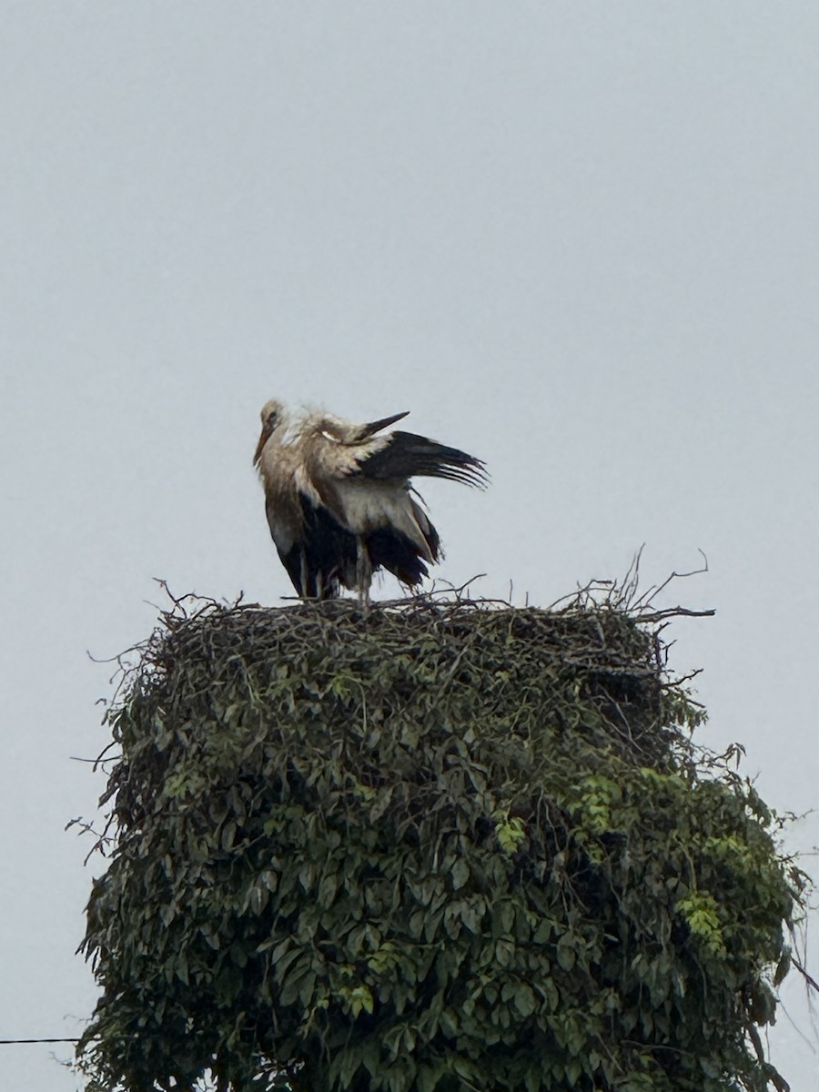 White Stork - ML644687679