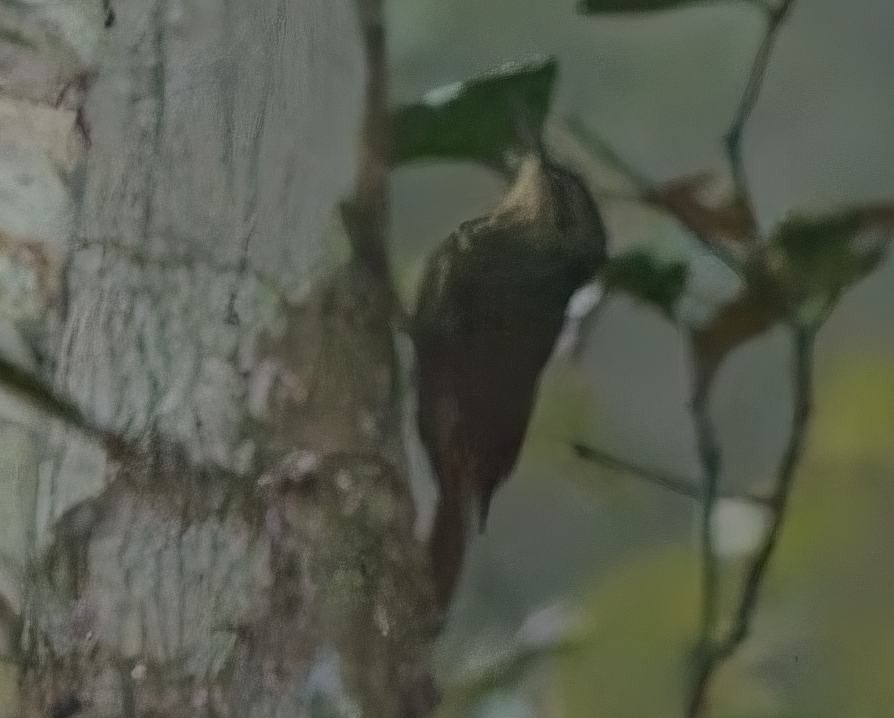 småtreløper - ML644687685