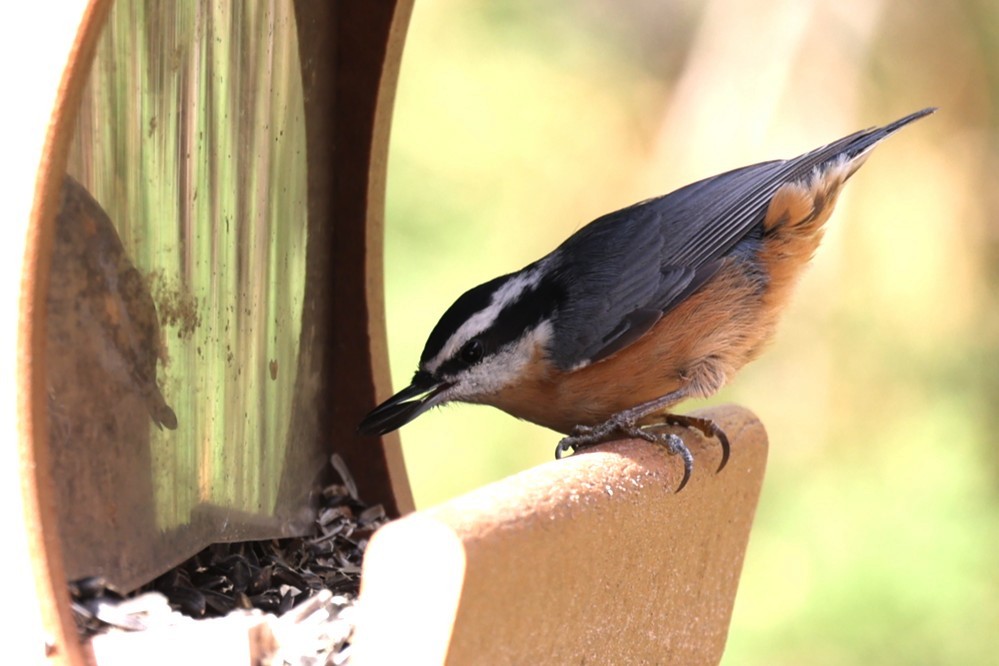 Red-breasted Nuthatch - ML644687702