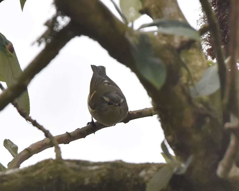 チャバネムシクイ - ML644687707