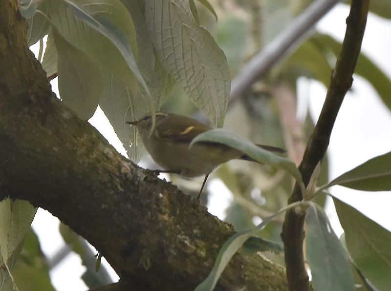 チャバネムシクイ - ML644687708