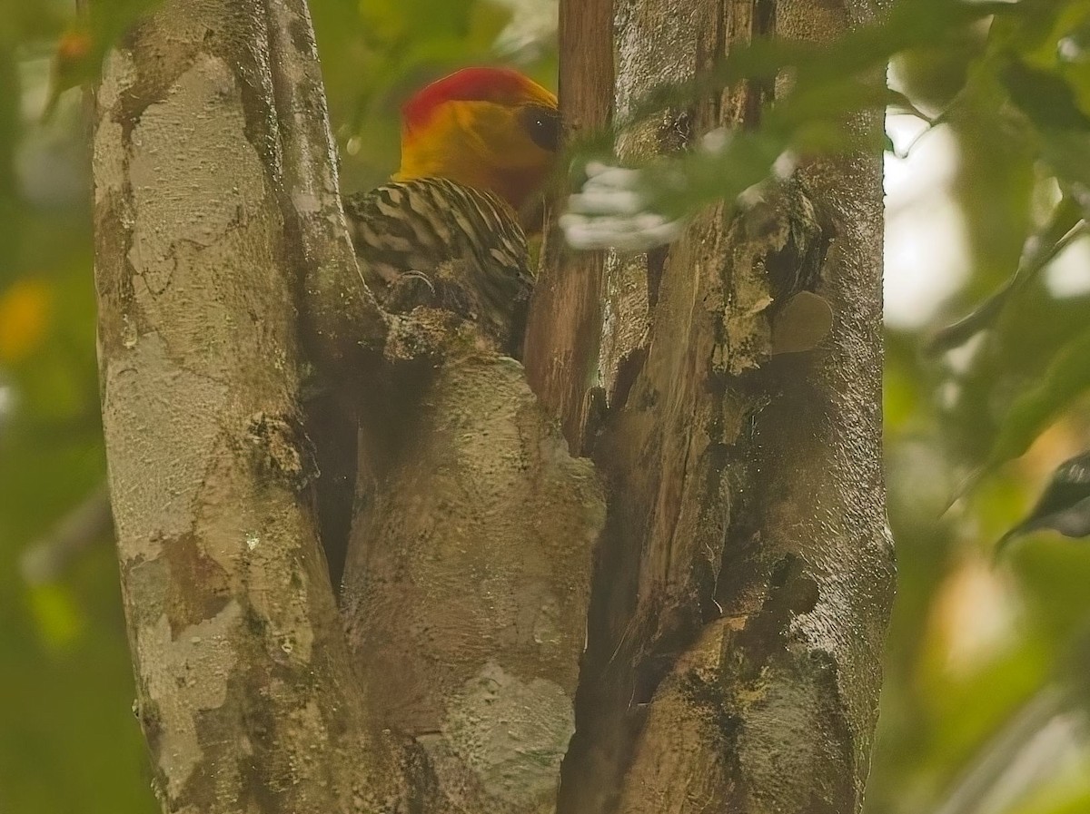 Yellow-throated Woodpecker - ML644687710