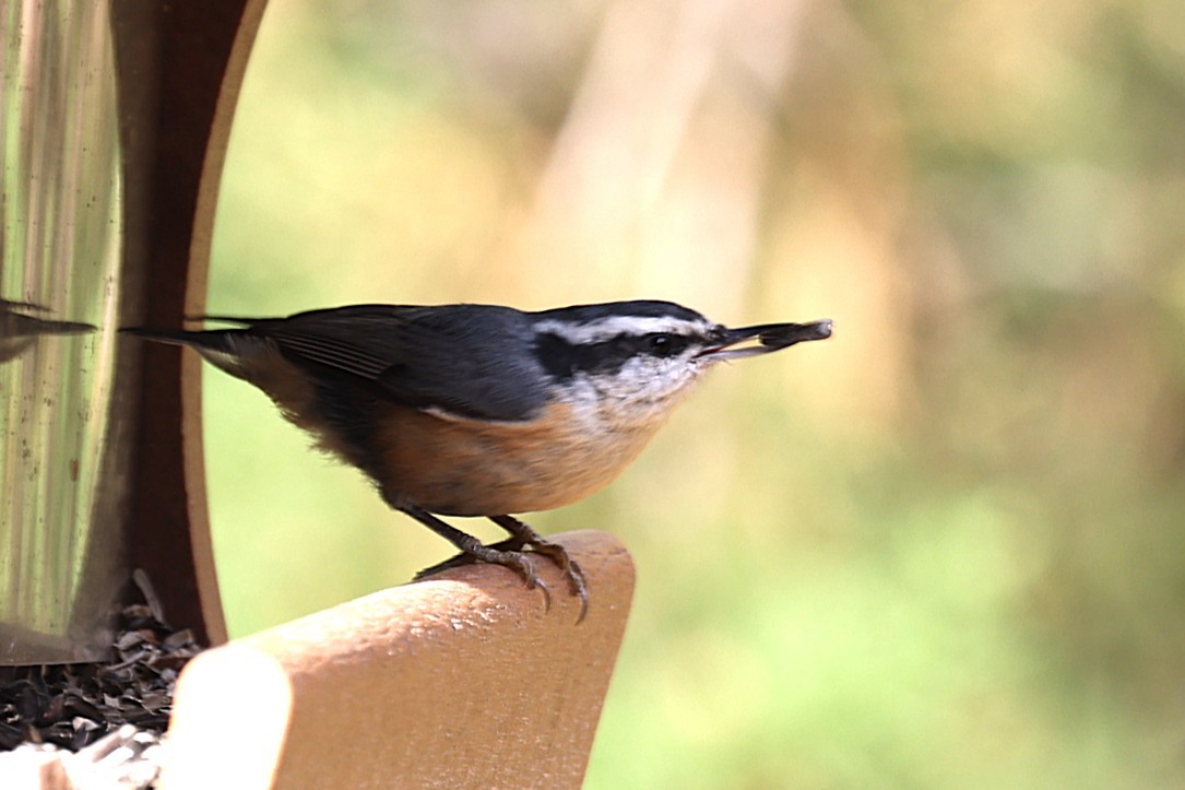 Red-breasted Nuthatch - ML644687711