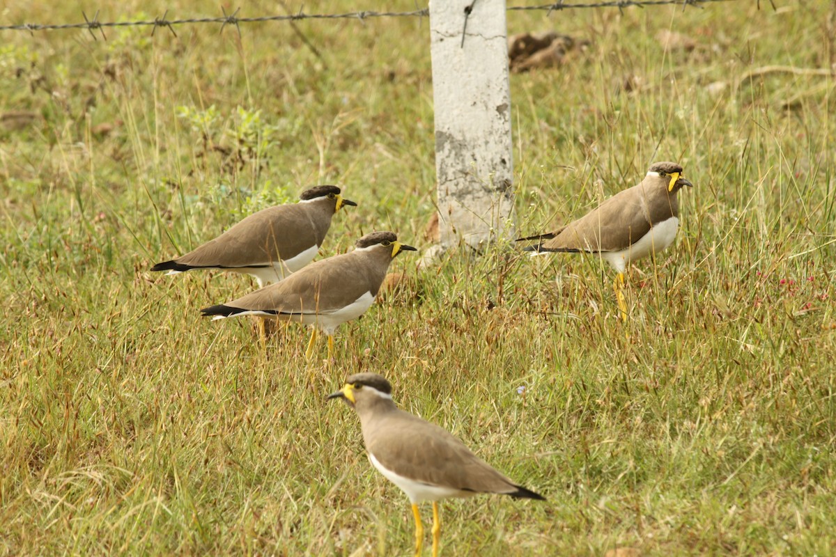 Yellow-wattled Lapwing - ML644687724
