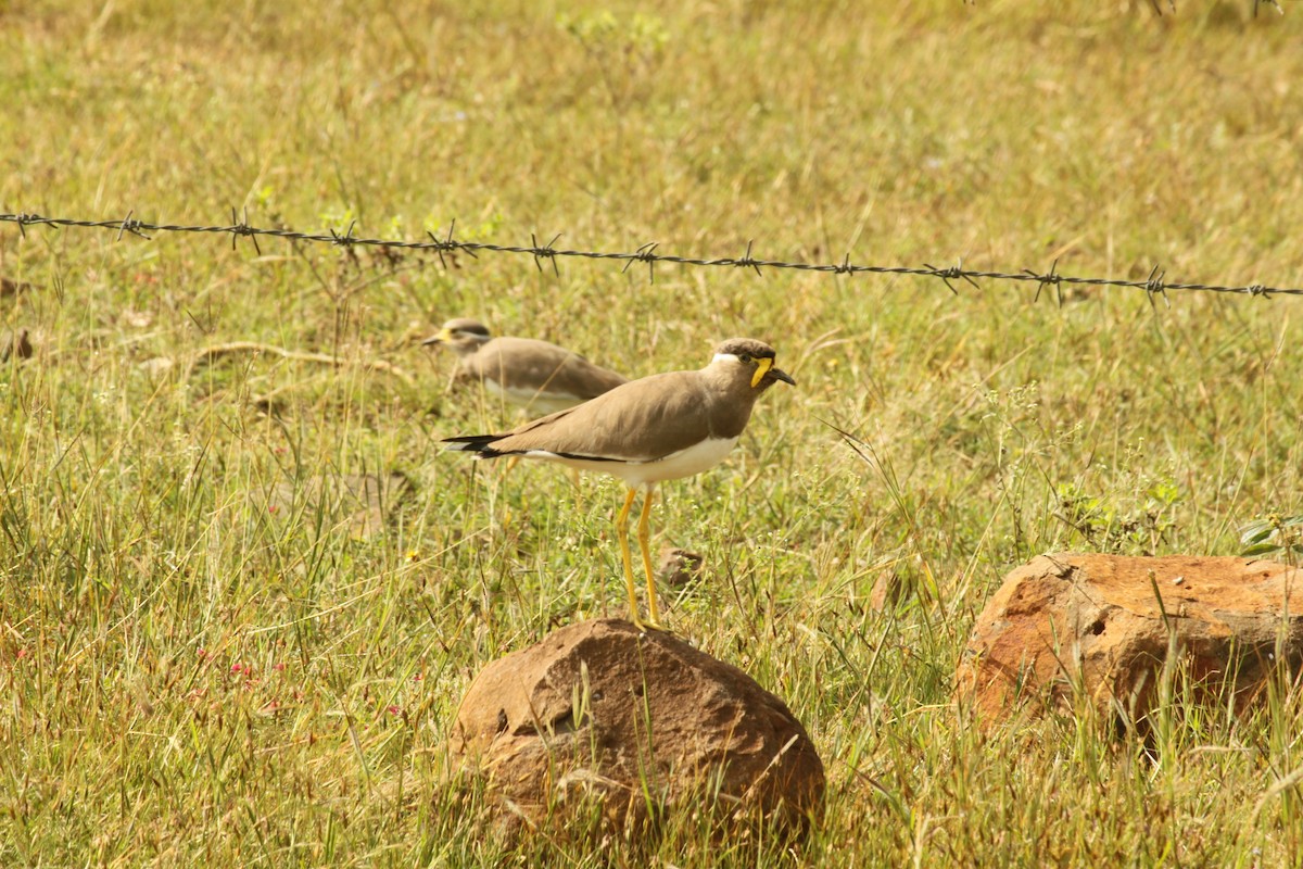Yellow-wattled Lapwing - ML644687725