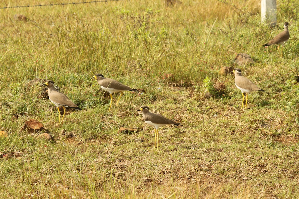 Yellow-wattled Lapwing - ML644687726