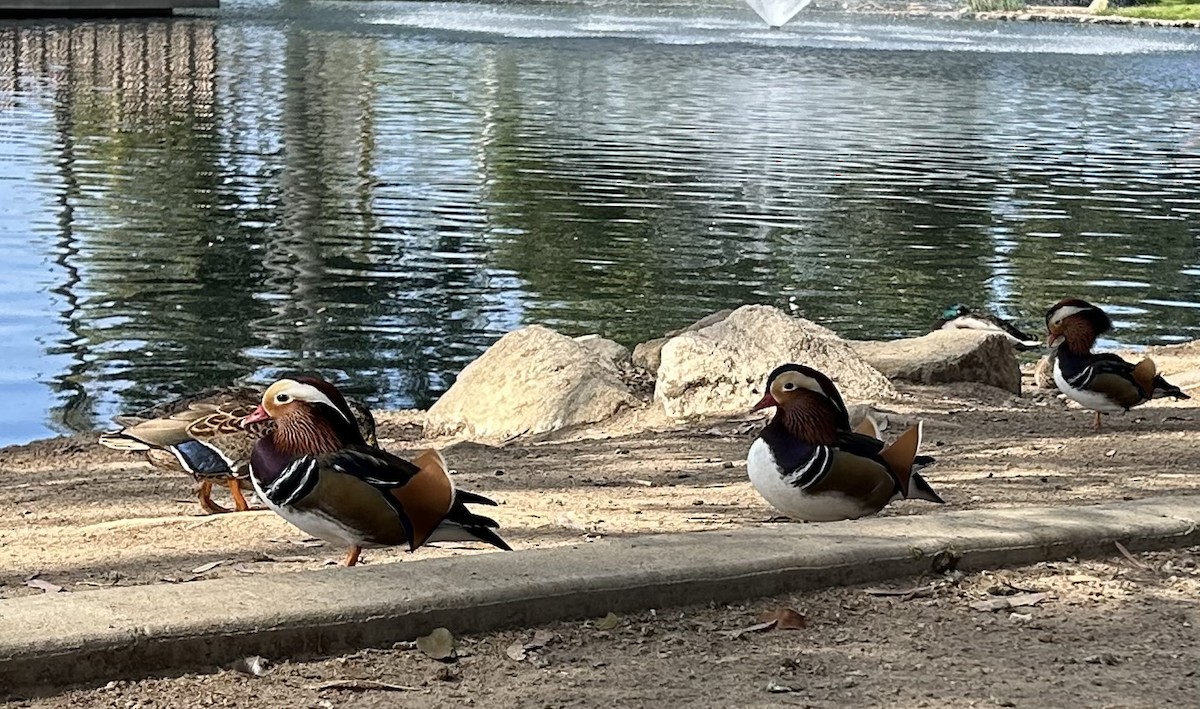 Mandarin Duck - ML644687730