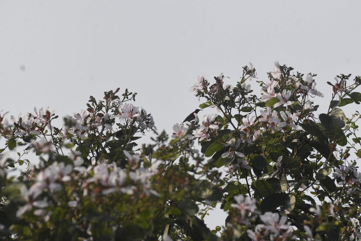 Karmesinnektarvogel - ML644687734