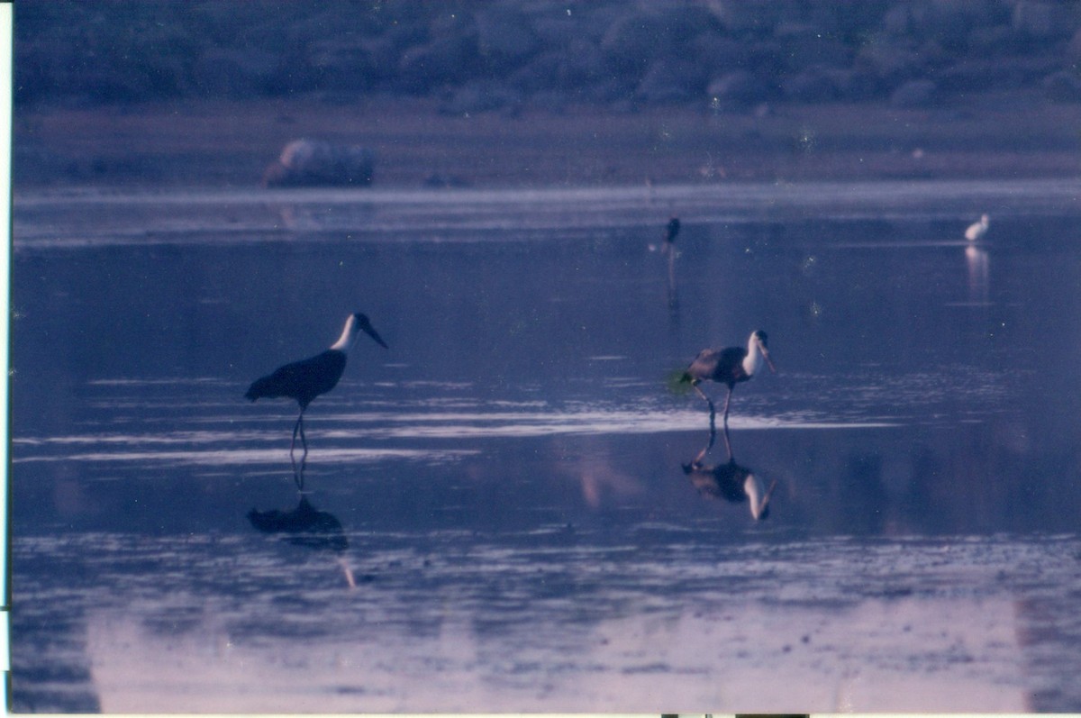 Asian Woolly-necked Stork - ML644687738