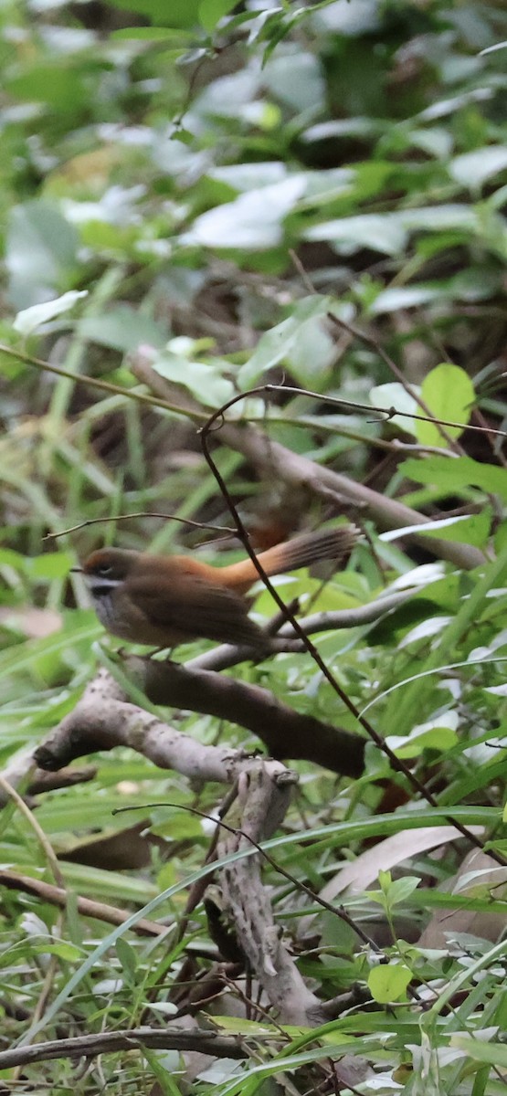 Australian Rufous Fantail - ML644687739