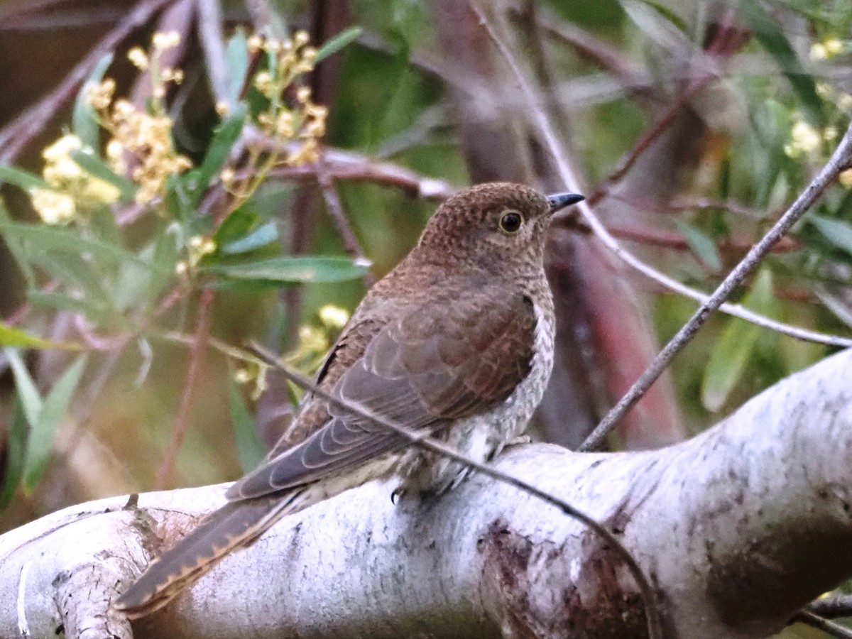 Fan-tailed Cuckoo - ML644687747