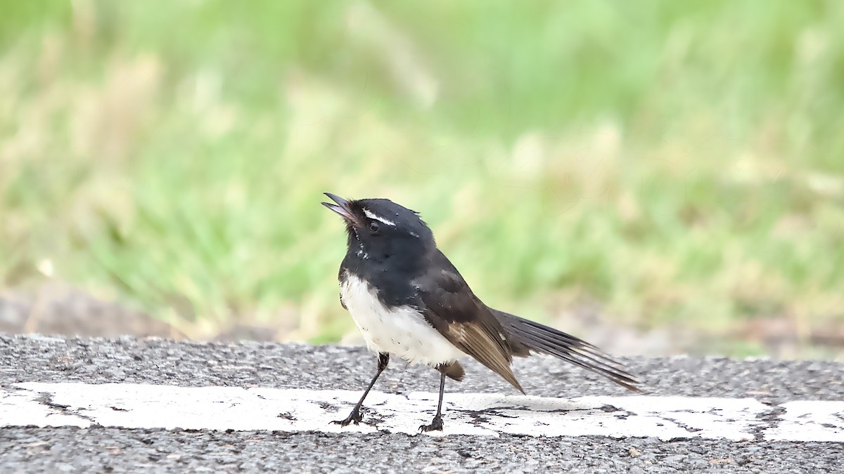 Чёрно-белая веерохвостка - ML644687753