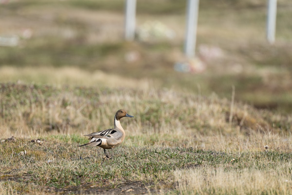 Northern Pintail - ML644687775