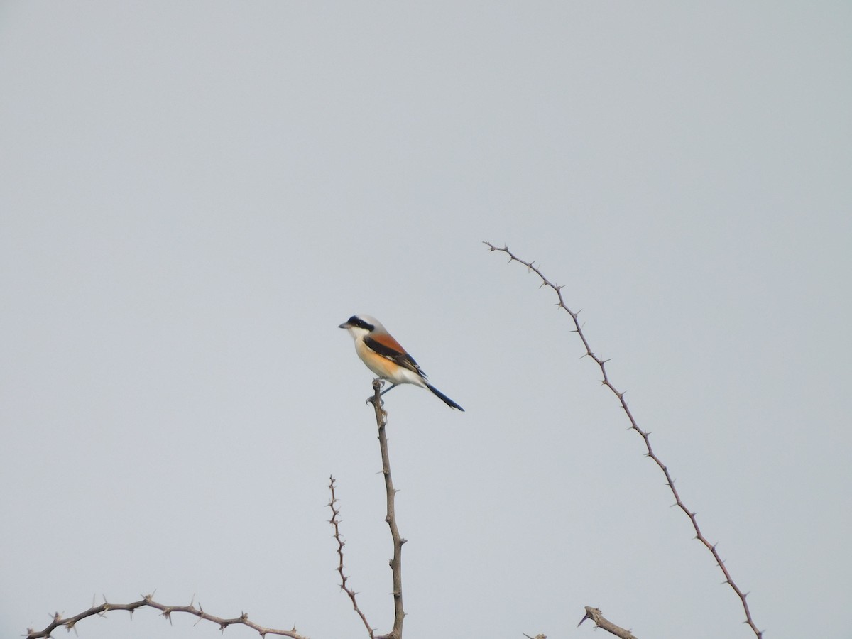 Pie-grièche à bandeau - ML644687776