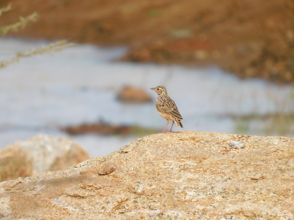 Jerdon's Bushlark - ML644687785