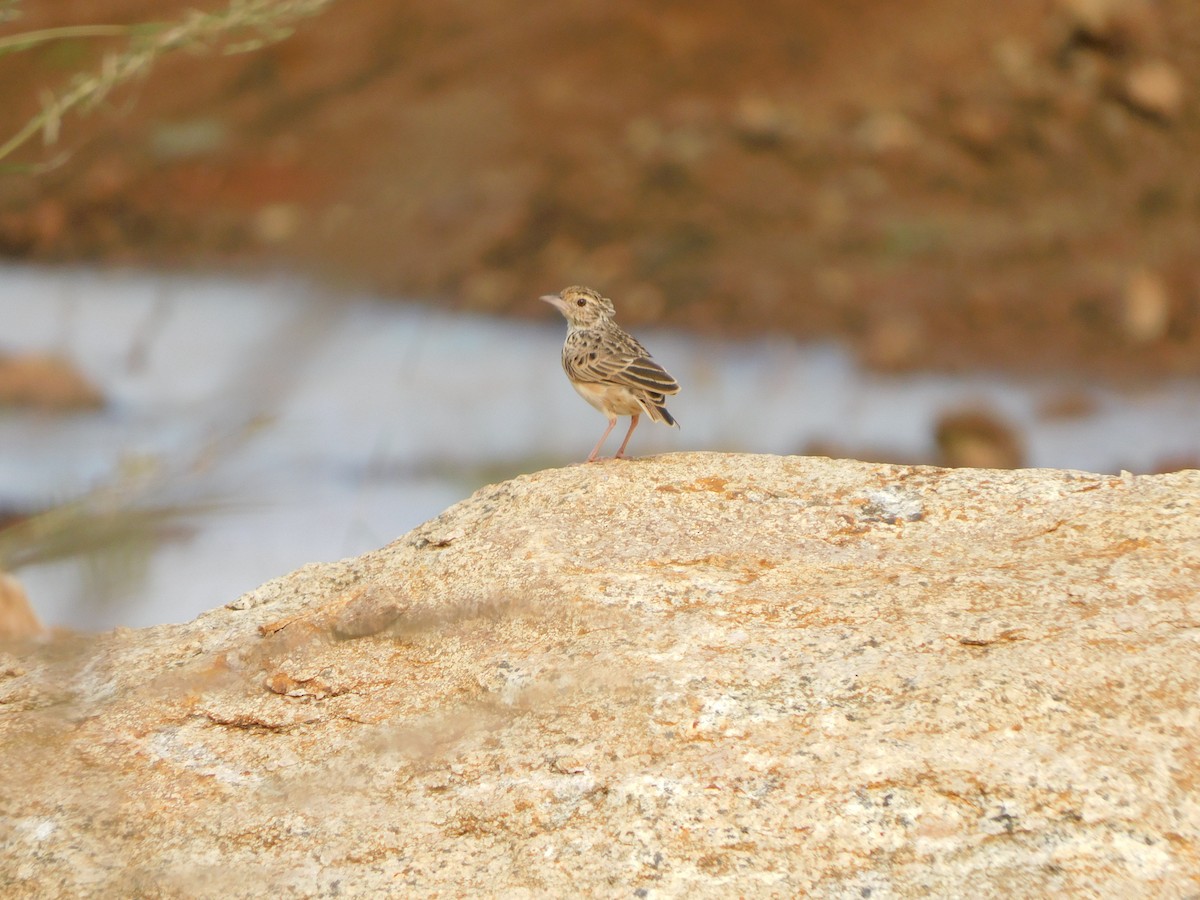Jerdon's Bushlark - ML644687786